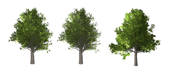 Wall Mural - The collection of tree. Maple tree isolated on white background with clipping path.