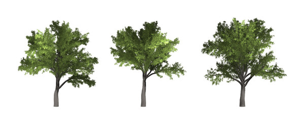 Wall Mural - The collection of tree. Robinia tree isolated on white background with clipping path.