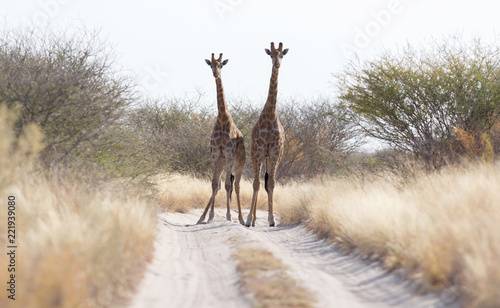 Zdjęcie XXL Dwie żyrafy blokujące drogę, Kalahari