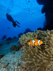 Wall Mural - A diver swimming in the background with a Nemo clownfish in the foreground