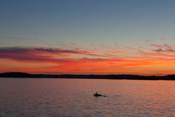 Wall Mural - calm sunset and clouds over lake in finland
