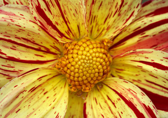 Wall Mural - Closeup of a yellow orange red dahlia flower 