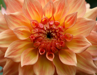 Wall Mural - Closeup of a yellow orange dahlia flower