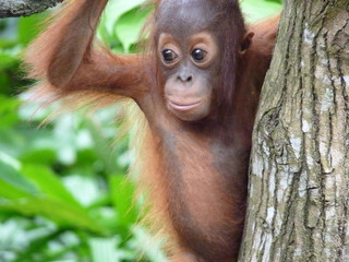 Wall Mural - Inquisitive Baby Orangutan