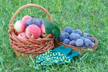 Just picked plums and apples in wicker baskets on grass