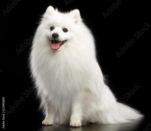 Japanese Spitz Dog On Isolated Black Background In Studio Stock Photo Adobe Stock