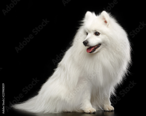 Japanese Spitz Dog On Isolated Black Background In Studio Stock Photo Adobe Stock Japanese Spitz Dog On Isolated Black Background In Studio Stock Photo Adobe Stock