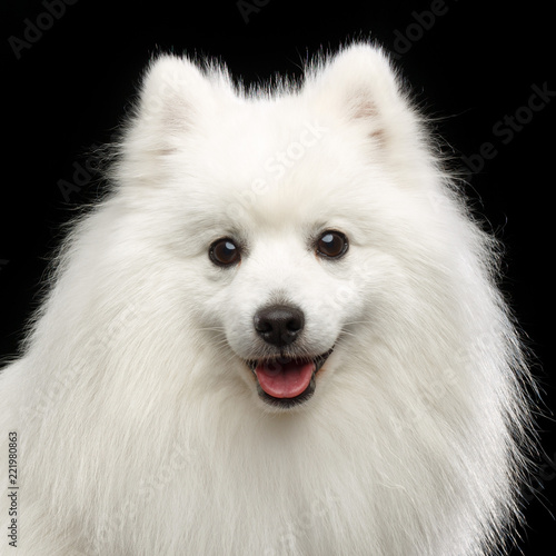 Japanese Spitz Dog On Isolated Black Background In Studio Foto De Stock Adobe Stock Japanese Spitz Dog On Isolated Black Background In Studio Foto De Stock Adobe Stock