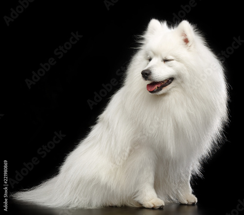Japanese Spitz Dog On Isolated Black Background In Studio Stock Photo Adobe Stock Japanese Spitz Dog On Isolated Black Background In Studio Stock Photo Adobe Stock