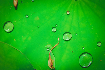 Poster - Water droplets on Lotus leaf with sunlight