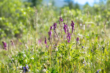 A fascinating beauty of mountain flowers. Beautiful bright alpine flowers. Medicinal and medicinal herbs.