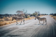 Zebras überqueren eine Straße im Etosha National Park, Namibia