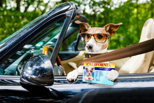 Dog Drivers License  Driving A Car