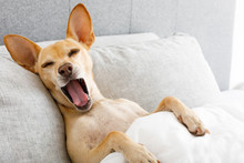 Yawning Dog In Bed