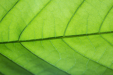 close-up pattern of green leaf surface background