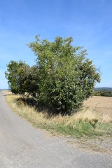 Wall Mural - Apfelbaum