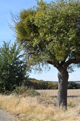 Sticker - Apfelbaum mit Mistelzweig