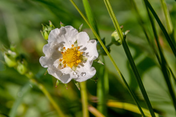 Wall Mural - Small white flower