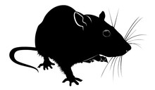 Silhouette Of Rat Isolated On White Background