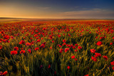 Fototapeta Do pokoju - Poppy field in a wheat field against blue sky