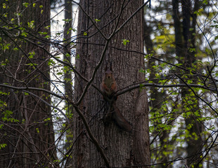 squirrel on tree