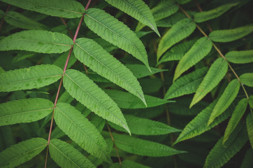 Wall Mural - Creative low key green leaves background