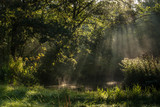 Fototapeta  - Foggy morning in a swamp forest with beautiful sunlight
