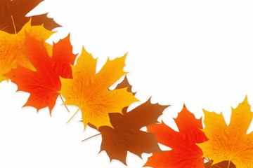 Wall Mural - autumn fall colored leaves texture on white background for nature concept fall concept autumn concept