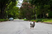 Chicken Crossing Road