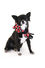 Chihuahua Wearing Scarf  With Ears Sticking Up On A White Background
