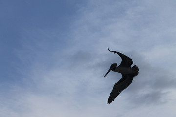 Pelicans saying goodbye at sunset