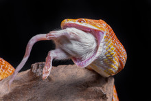 A Corn Snake Feeding On A Mouse, The Snake Has Its Jaws Wide Open And A White Mouse Is Being Eaten. It Is Set Against A Black Background