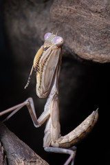 Aufkleber - An upright close up photograph of a mantis it shows the detail of the insect in a  praying position