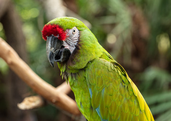 Wall Mural - great green macaw has spotted you