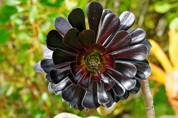 Black succulent plant Aeonium arboreum 'Zwartkop' (Black Rose) 