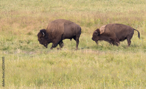 sex-ratio-of-bison-at-la-brea