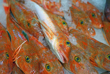 Red Gurnard Fish (Chelidonichthys Cuculus) On Ice At The Fish Market