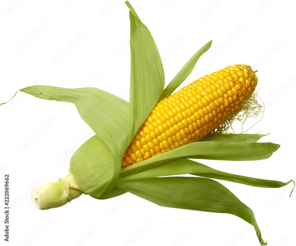 Raw corn cob isolated on white background - obrazy, fototapety, plakaty 