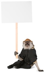 Wall Mural - Monkey Wearing Jacket And Holding Blank Sign - Isolated