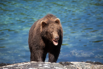 Wall Mural - Close Up of Brown Grizzly Bear in front of water