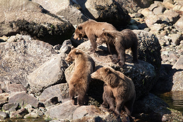 Wall Mural - Family of brown bears