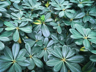 Canvas Print - tropical green leaves texture, natural background, toned