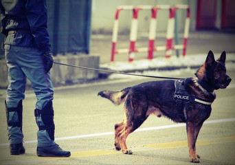 Wall Mural - police dog with text POLICE with vintage effect