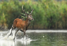 Deer Buck (Cervus Elaphus)