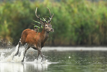 Fototapete - Deer buck (Cervus elaphus)
