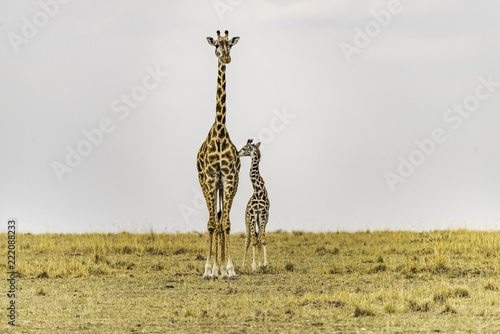 Plakat Żyrafa kobieta i noworodka stojący blisko, dotykając. Matka patrzy prosto przed siebie. Afrykański krajobraz sawanny. Skopiuj miejsce na niebie.