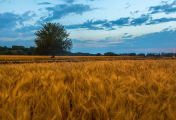 The field of barley after a summer thunderstorm. Colorful sky during sunset. South of Russia.