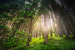 Magic light in coniferous forest