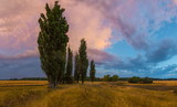 Fototapeta Na ścianę - The field of barley after a summer thunderstorm. Colorful sky during sunset. South of Russia.
