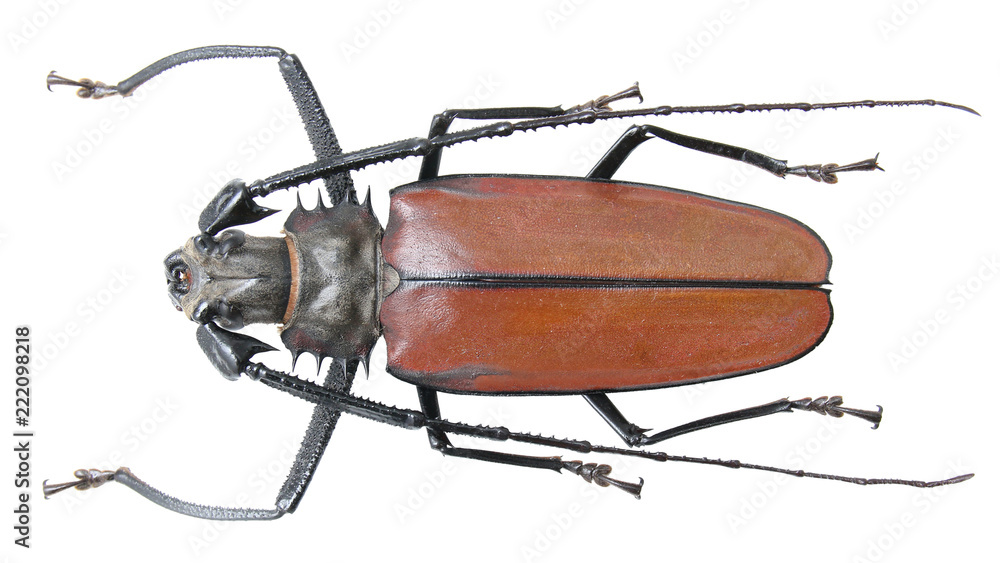 ペルーカミキリムシ Callipogon Armillatus ？約112mm ペルー